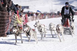 Lenk 2013